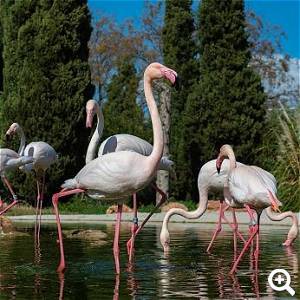 Attica Zoological Park
