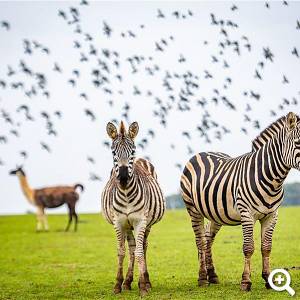 Safari park