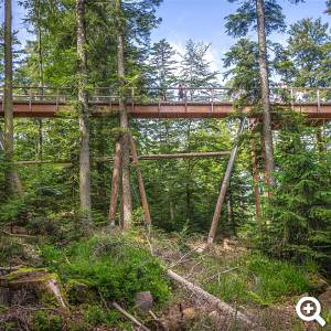 Baumwipfelpfad Schwarzwald