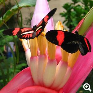 Passionsblumenfalter