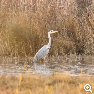 Graureiher im Naturschutzgebiet Elmpter Schwalmbruch