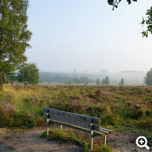 Wacholderheide im Naturschutzgebiet Elmpter Schwalmbruch