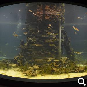 Im Großaquarium tummeln sich Fische des Möhnesees und der Ruhr. © Naturmuseum Dortmund