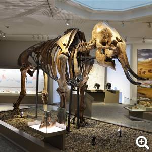 Ein Original-Mammutskelett ist eines der Highlights im Naturmuseum Dortmund. © Naturmuseum Dortmund